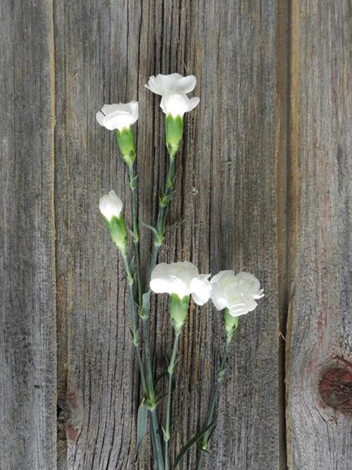 WHITE MINI CARNATIONS